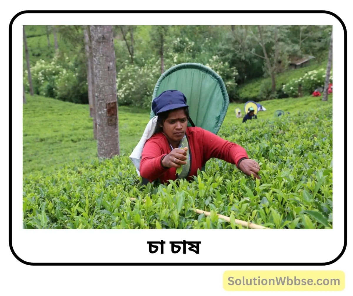 চা চাষ