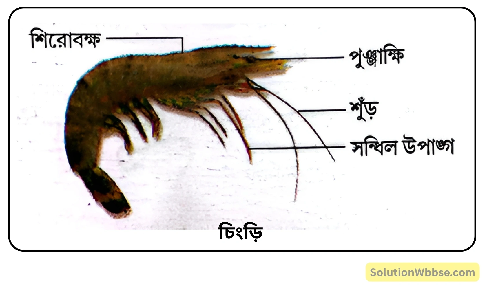 নবম শ্রেণী জীবনবিজ্ঞান - জীবন ও তার বৈচিত্র্য - জীবনের নানা বৈচিত্র্যের শ্রেণিবিন্যাস : ট্যাক্সোনমি - সংক্ষিপ্ত প্রশ্ন ও উত্তর 14 চিংড়ি