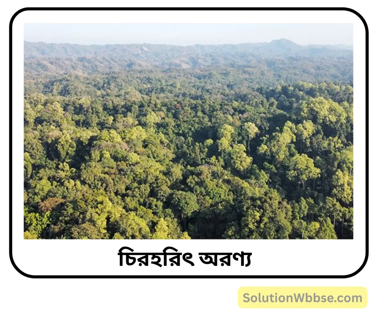 চিরহরিৎ অরণ্য