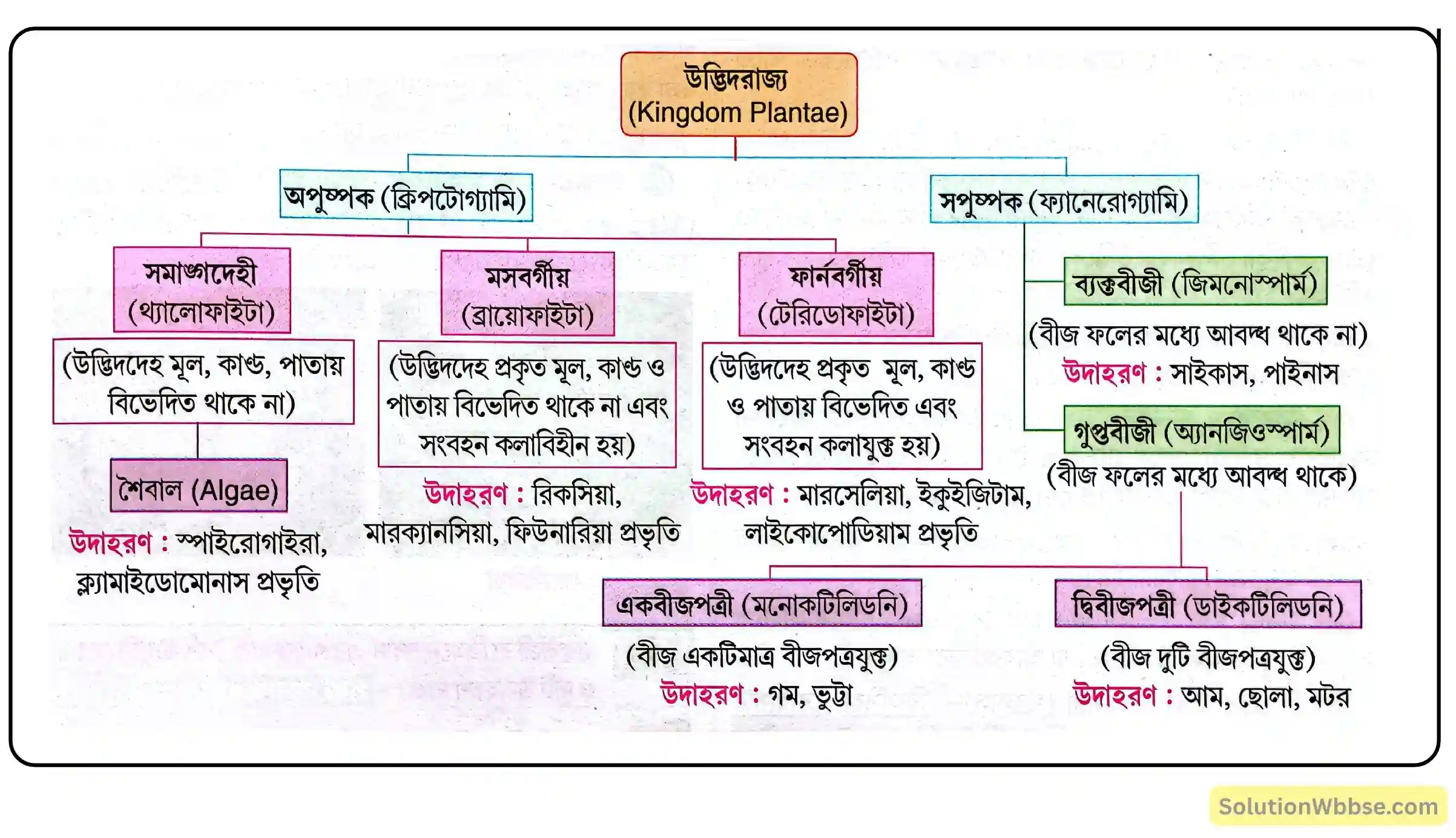 ছকের মাধ্যমে উদ্ভিদরাজ্যের শ্রেণিবিভাগ