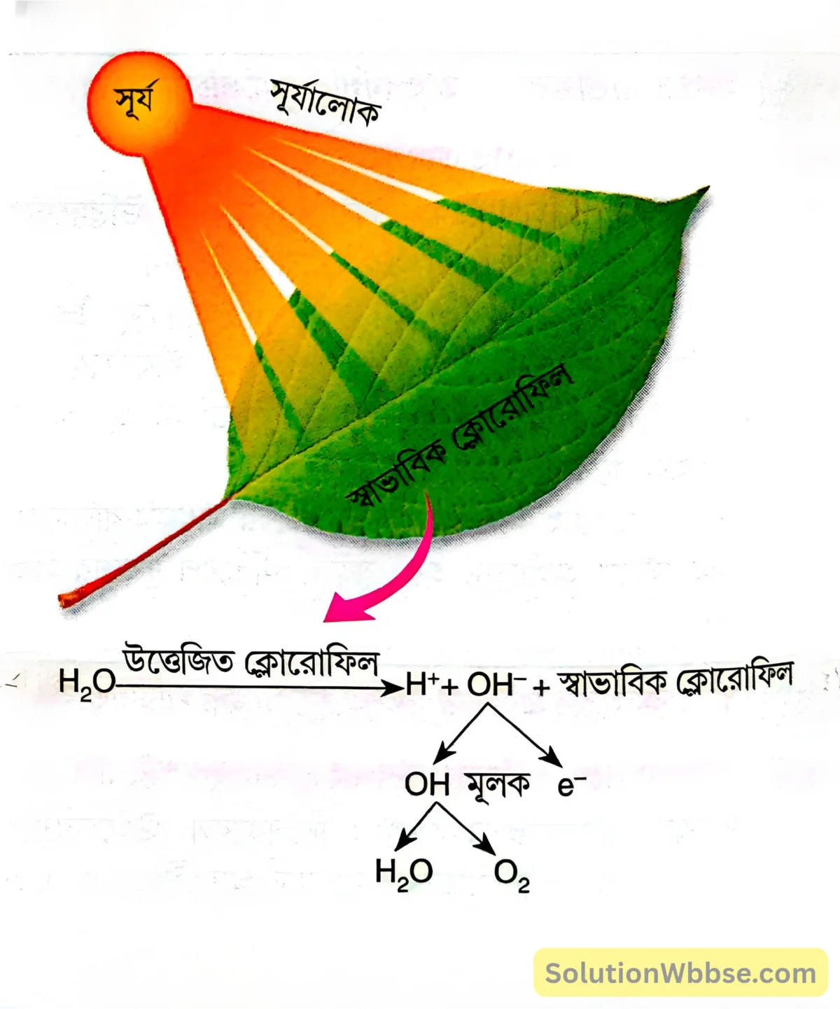 জলের ফোটোলাইসিস বিক্রিয়া ও অক্সিজেন নির্গমন