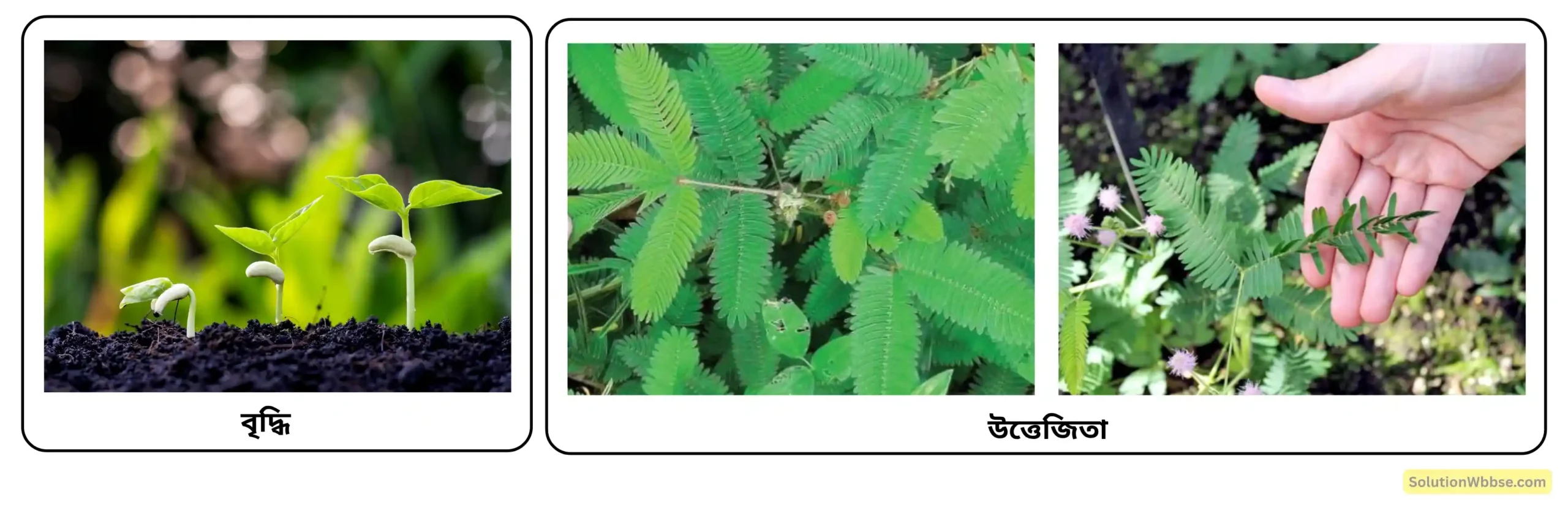 জীবন (Life) বলতে কী বোঝো