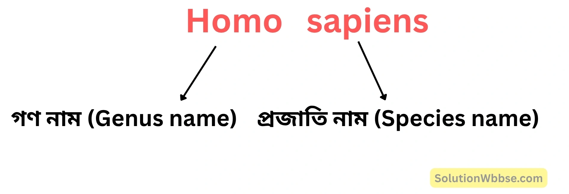 নবম শ্রেণী জীবনবিজ্ঞান - জীবন ও তার বৈচিত্র্য - জীবনের নানা বৈচিত্র্যের শ্রেণিবিন্যাস : ট্যাক্সোনমি - সংক্ষিপ্ত প্রশ্ন ও উত্তর 2 দ্বিপদ নামকরণ