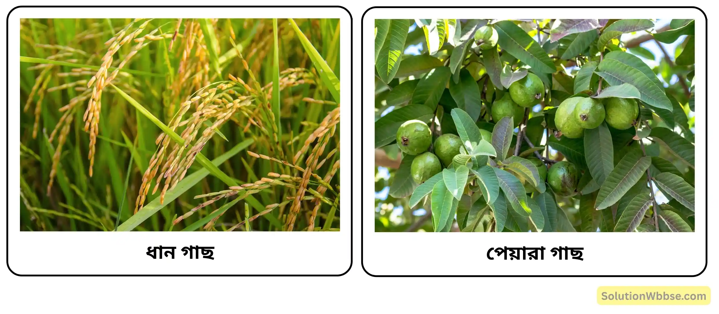 ধান গাছ ও পেয়ারা গাছ