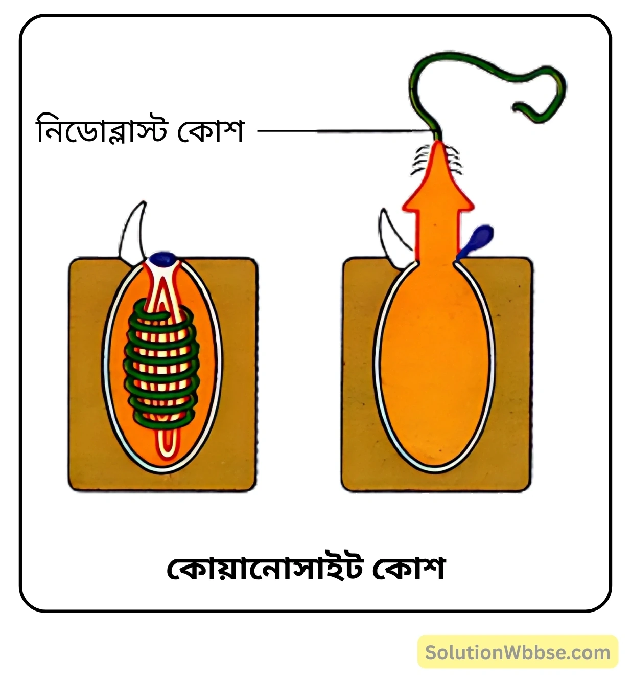 নবম শ্রেণী জীবনবিজ্ঞান - জীবন ও তার বৈচিত্র্য - জীবনের নানা বৈচিত্র্যের শ্রেণিবিন্যাস : ট্যাক্সোনমি - সংক্ষিপ্ত প্রশ্ন ও উত্তর 13 নিডোব্লাস্ট কোশ