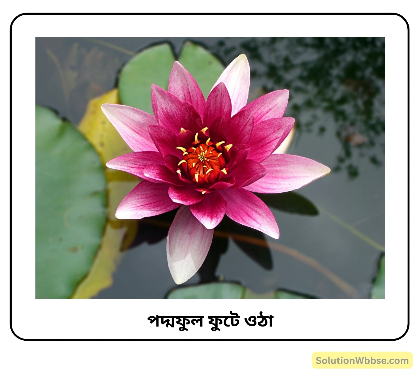 পদ্মফুল ফুটে ওঠা