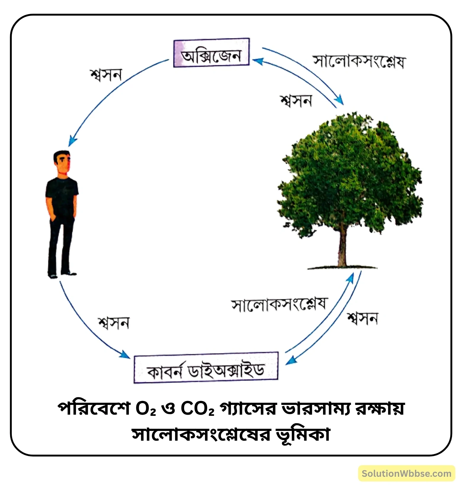 পরিবেশে O₂ ও CO₂ গ্যাসের ভারসাম্য রক্ষায় সালোকসংশ্লেষের ভূমিকা