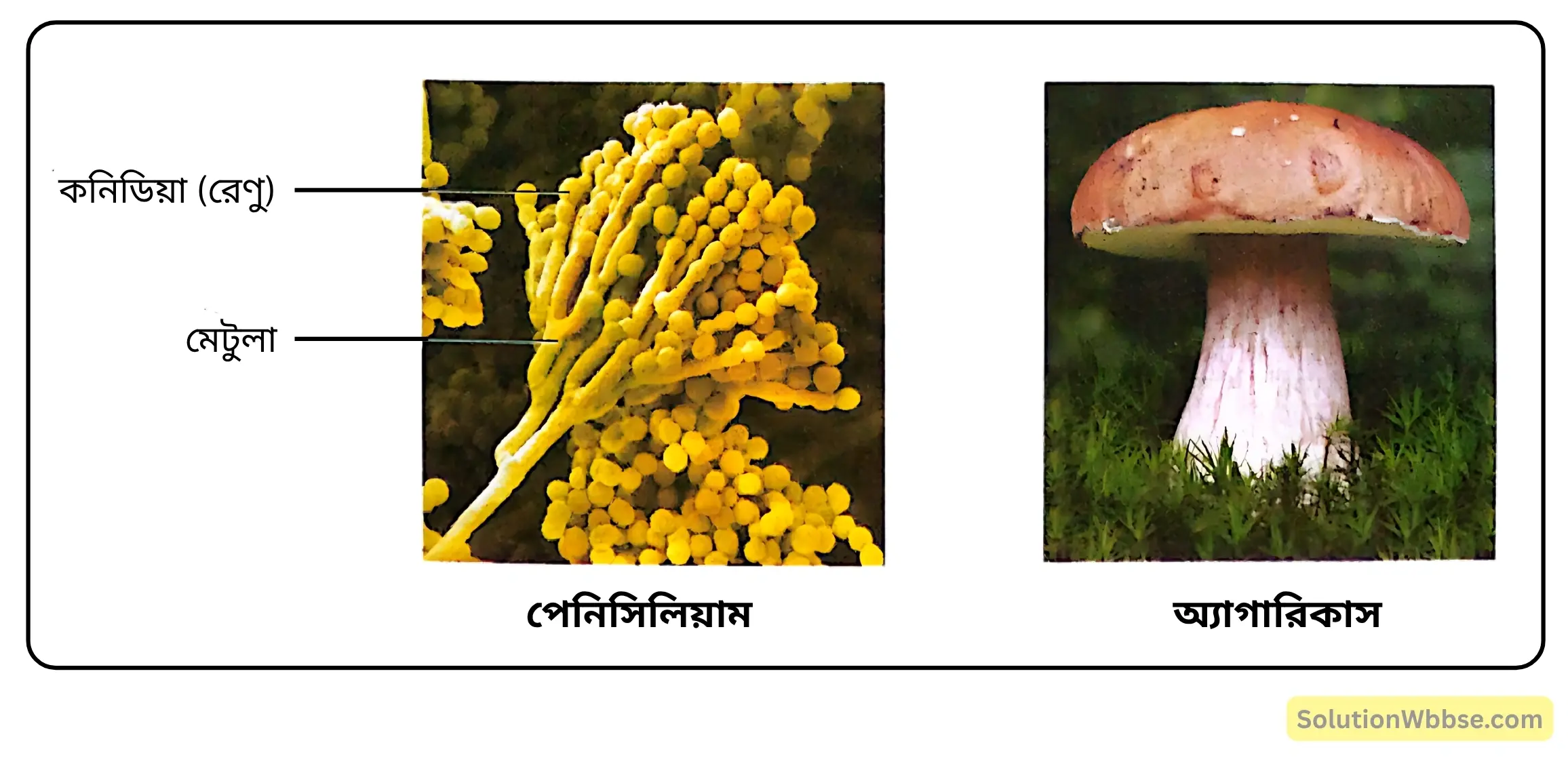 পেনিসিলিয়াম ও অ্যাগারিকাস