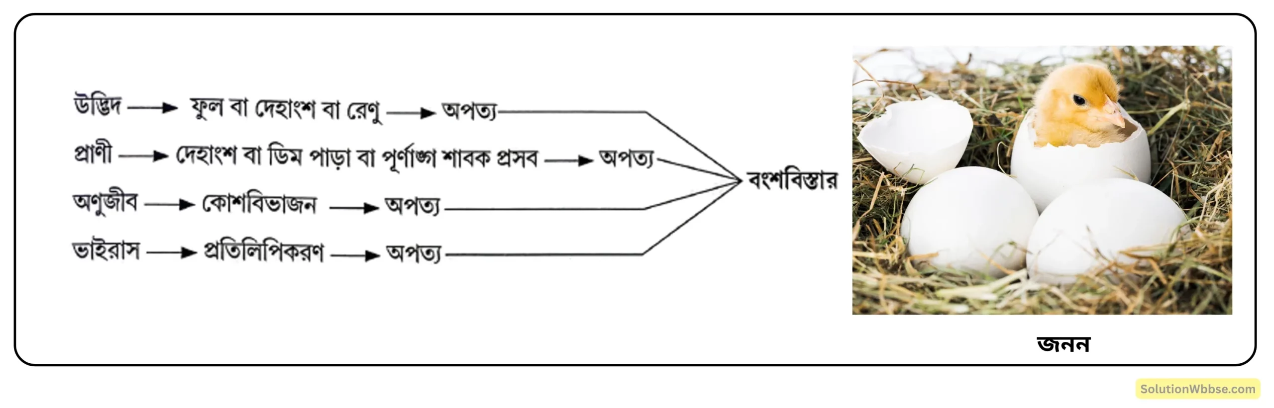 প্রজনন ও বংশবিস্তার