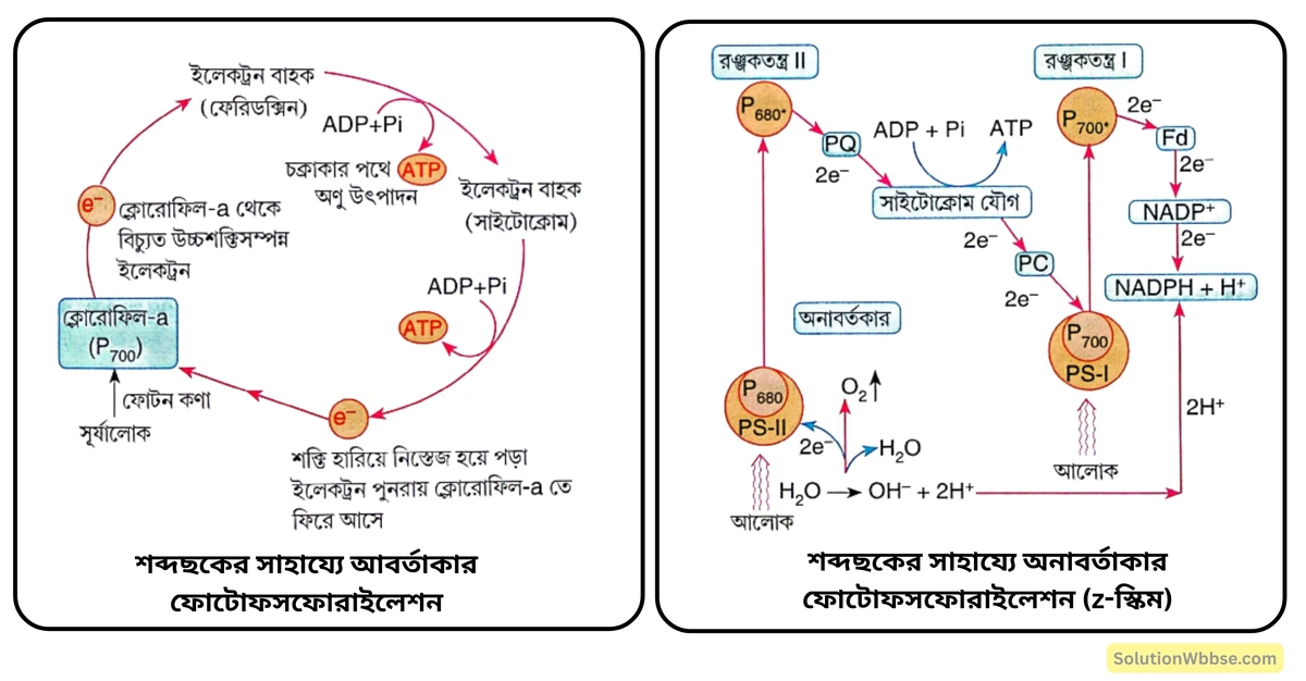 ফোটোফসফোরাইলেশন বা আলোকফসফোরিভবন বলতে কী বোঝো