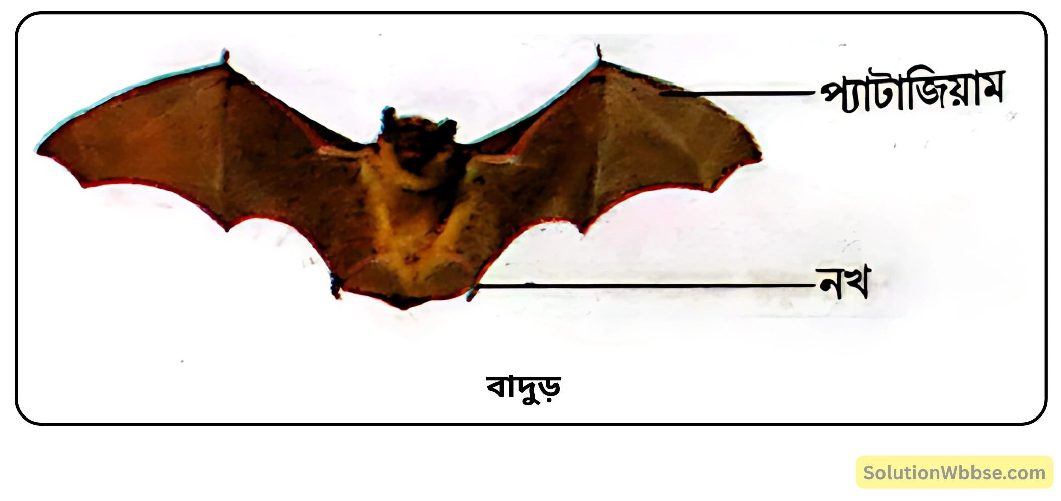 নবম শ্রেণী জীবনবিজ্ঞান - জীবন ও তার বৈচিত্র্য - জীবনের নানা বৈচিত্র্যের শ্রেণিবিন্যাস : ট্যাক্সোনমি - সংক্ষিপ্ত প্রশ্ন ও উত্তর 15 বাদুড়