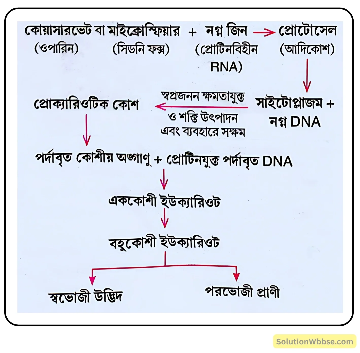 বায়োজেনির পর্যায়