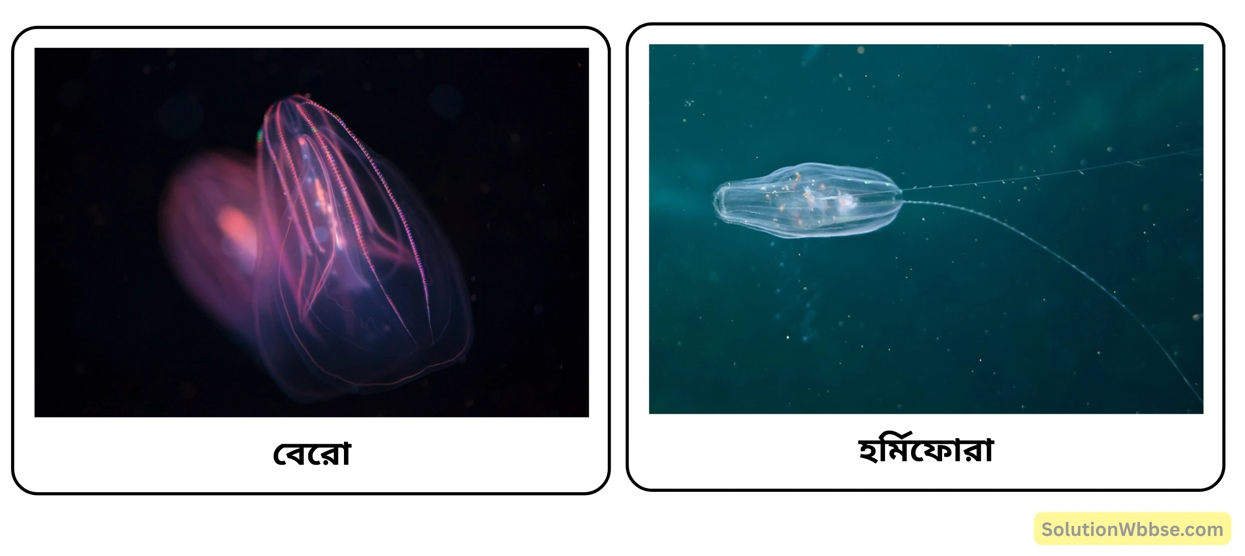 বেরো ও হর্মিফোরা