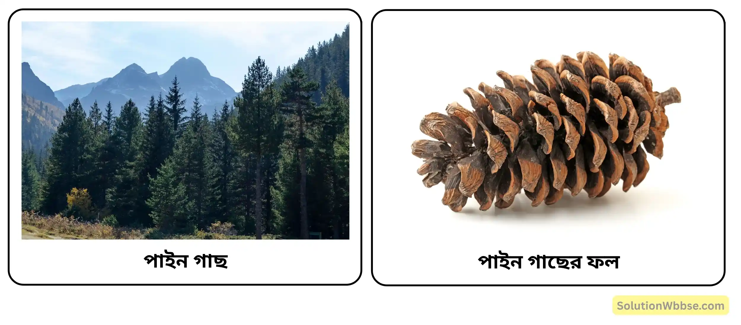 ব্যক্তবীজী বা জিমনোস্পার্ম