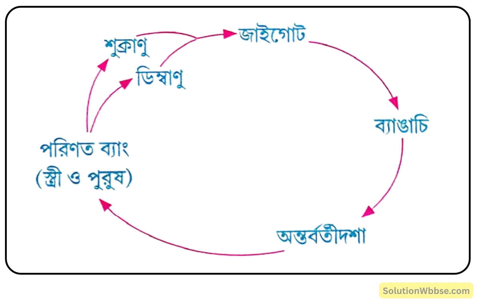 ব্যাঙের জীবনচক্র