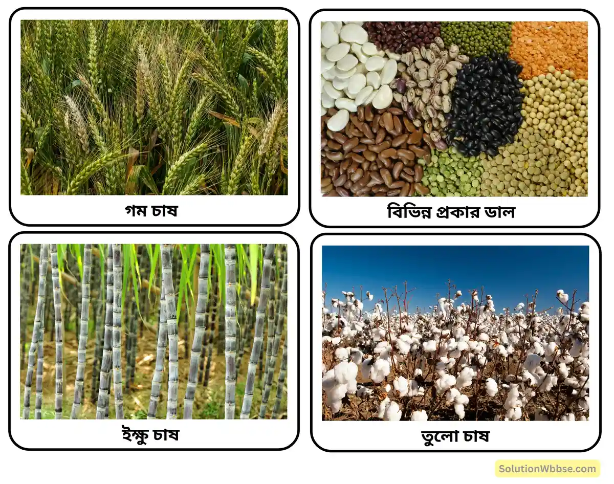 ভারতীয় মৃত্তিকায় উৎপন্ন ফসলমূহ সম্পর্কে লেখো। 3 ভারতীয় মৃত্তিকায় উৎপন্ন ফসলমূহ