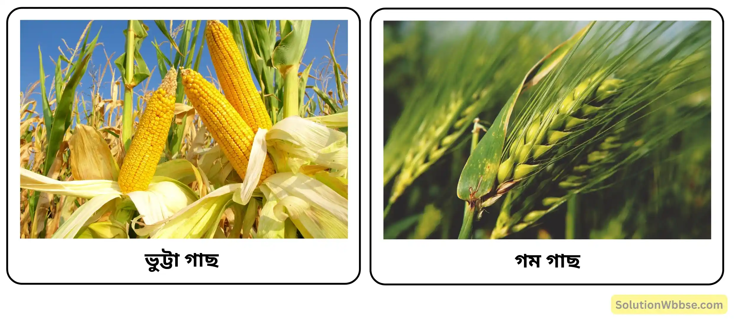 ভুট্টা গাছ ও গম গাছ