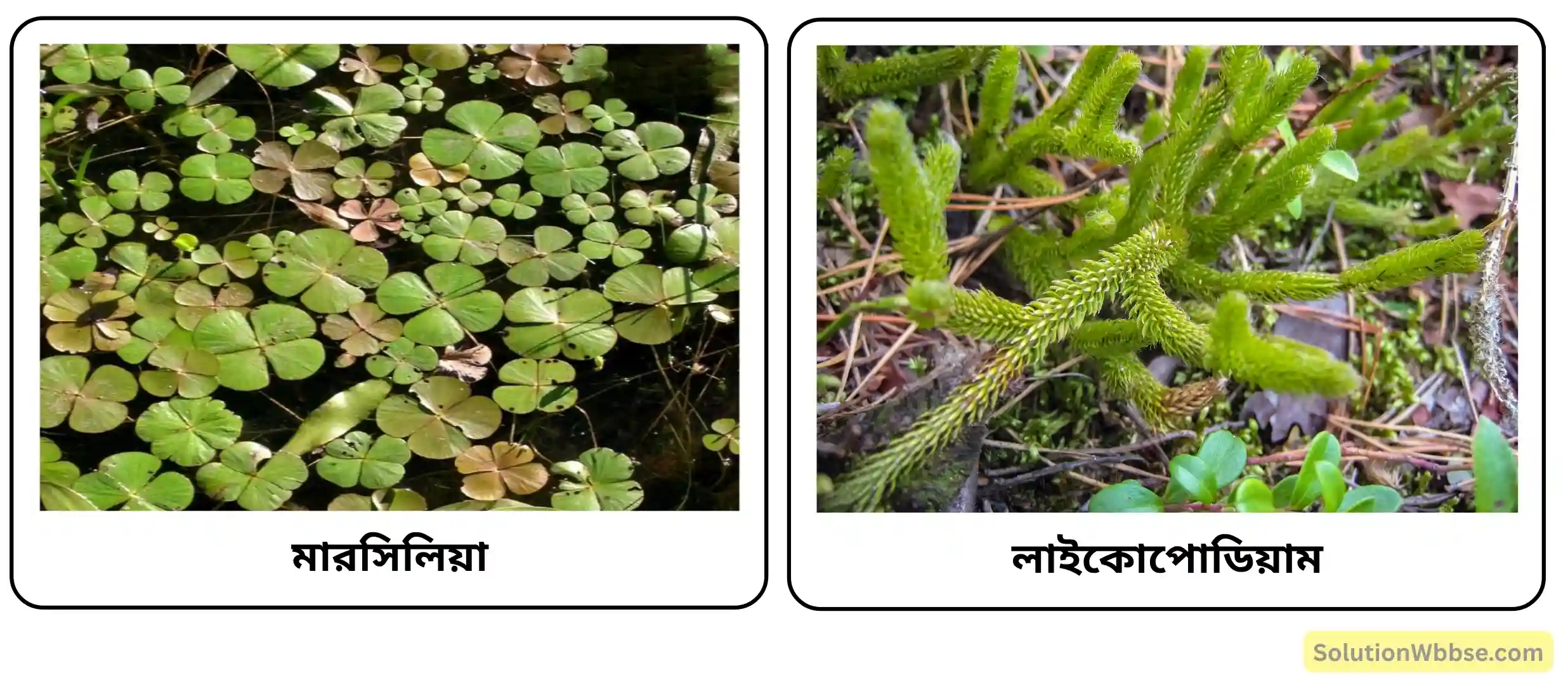 মারসিলিয়া ও লাইকোপোডিয়াম