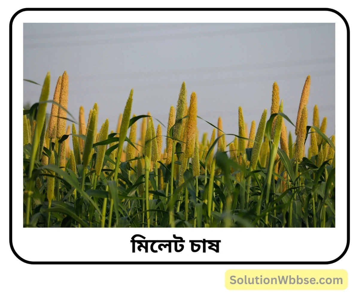 মিলেট চাষের অনুকূল পরিবেশ ব্যাখ্যা করো। 2 মিলেট চাষ