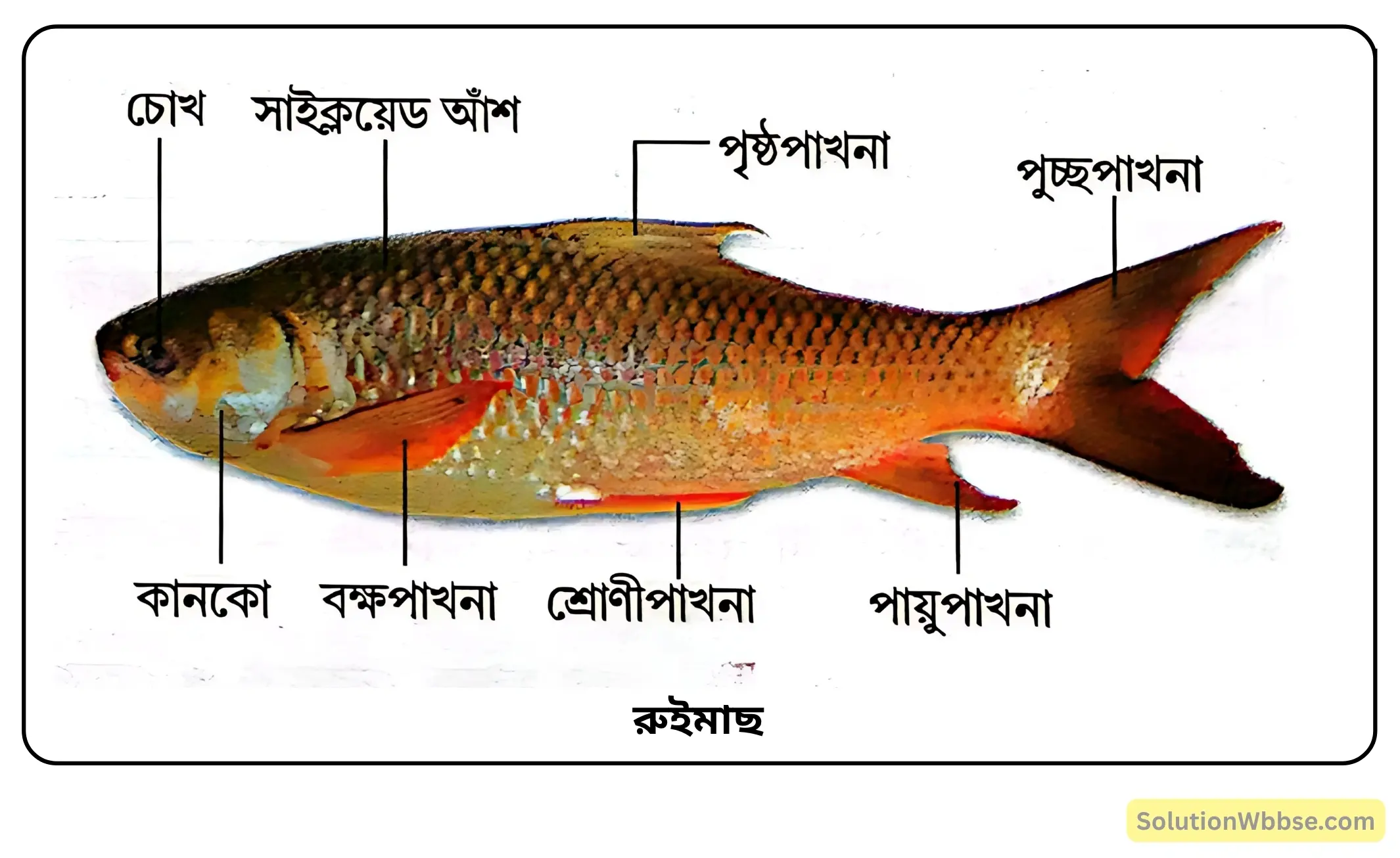 রুইমাছ