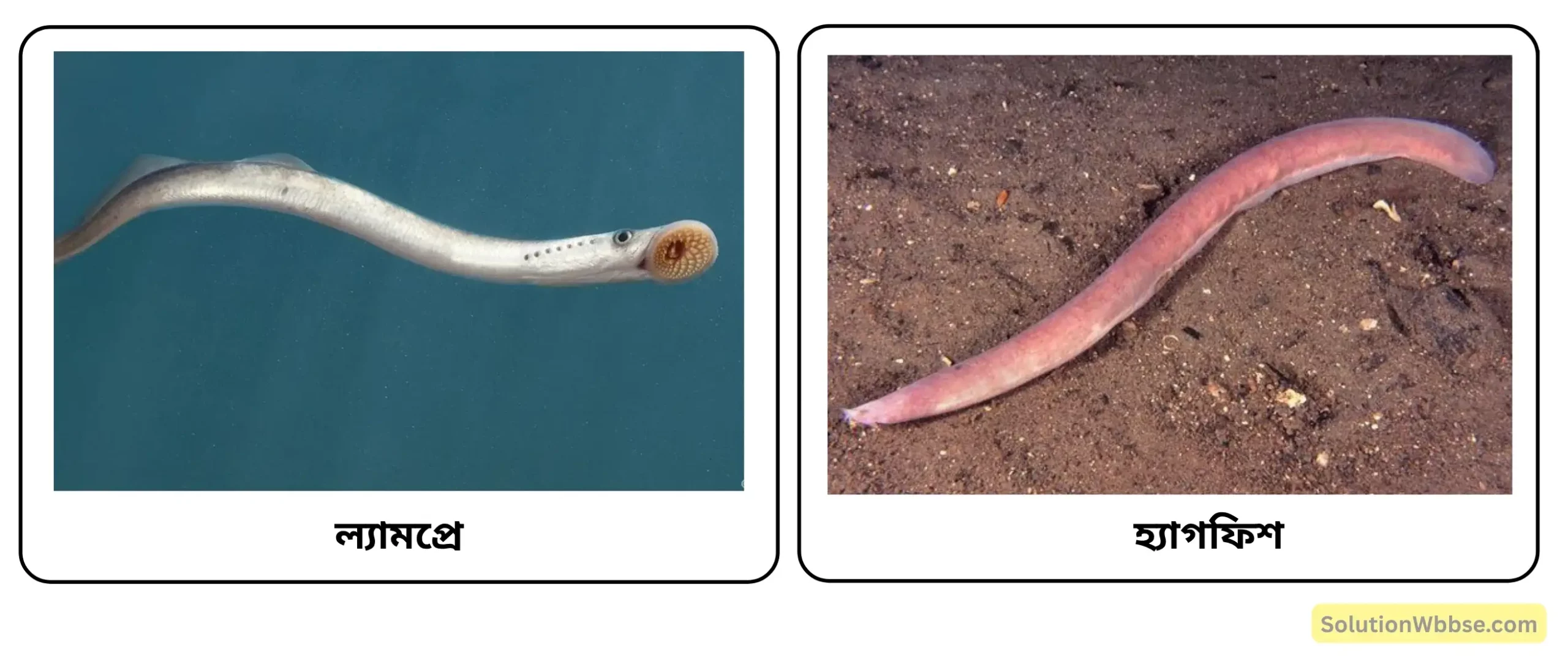 ল্যামপ্রে ও হ্যাগফিশ