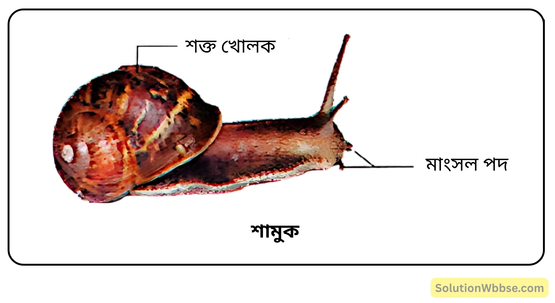 শামুক
