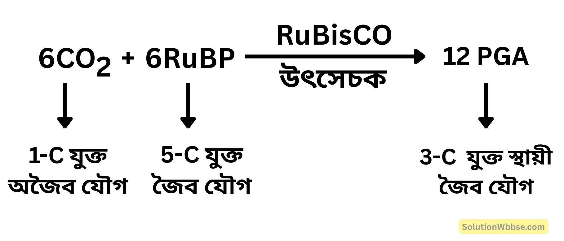 সালোকসংশ্লেষকে অঙ্গার আত্তীকরণ বলা হয় কেন