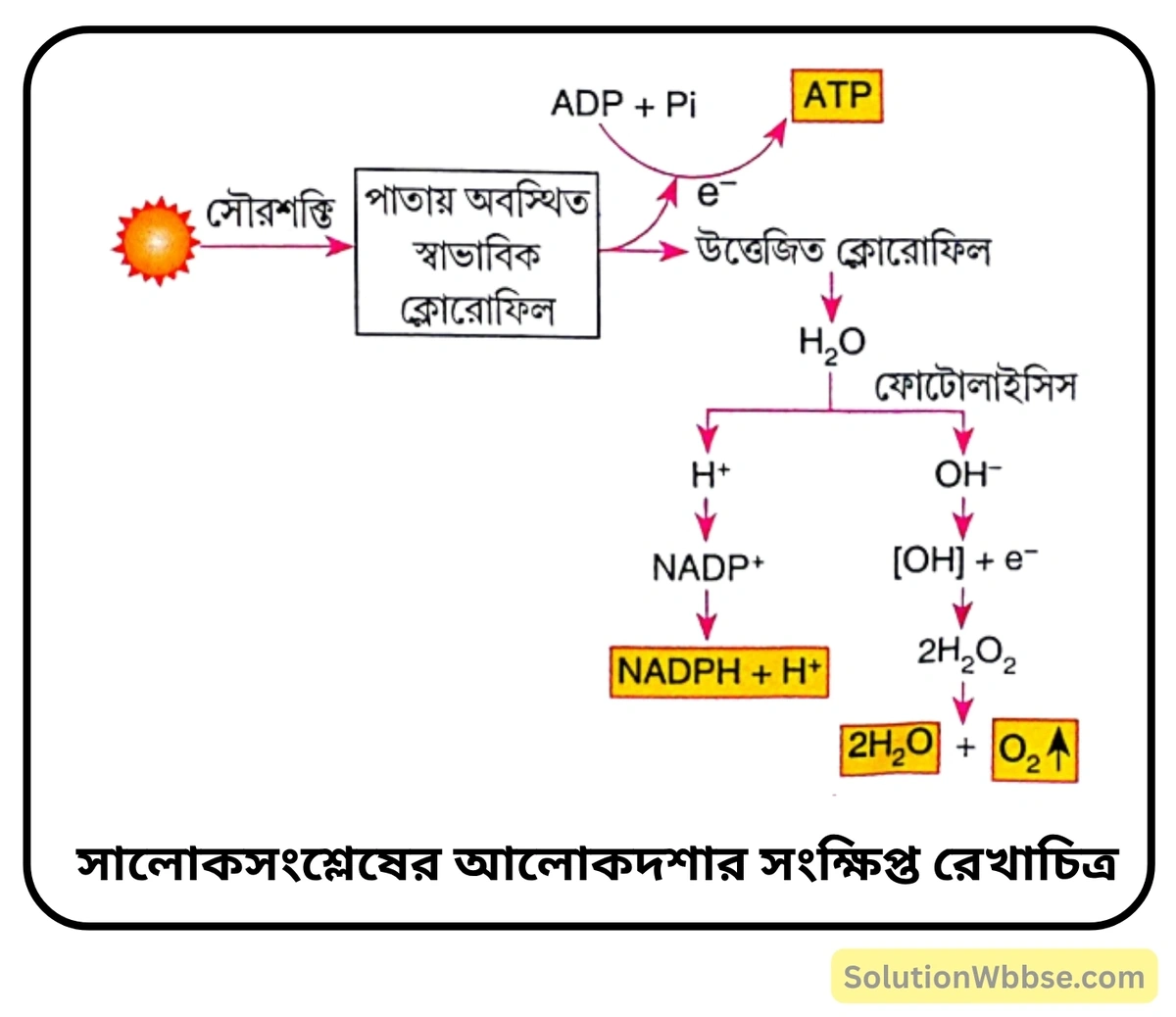 সালোকসংশ্লেষের আলোকদশার সংক্ষিপ্ত রেখাচিত্র