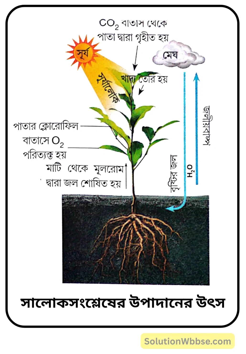 সালোকসংশ্লেষের উপাদানের উৎস