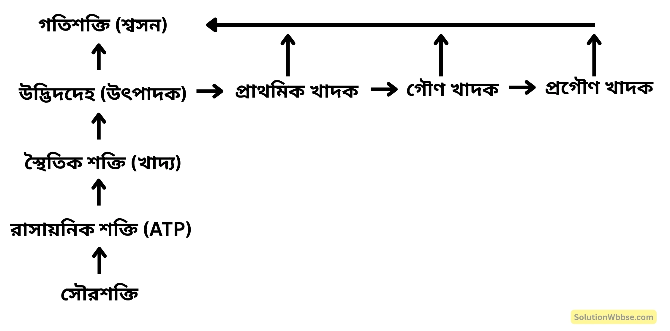 সালোকসংশ্লেষের সঙ্গে শক্তিচক্রের সম্পর্ক