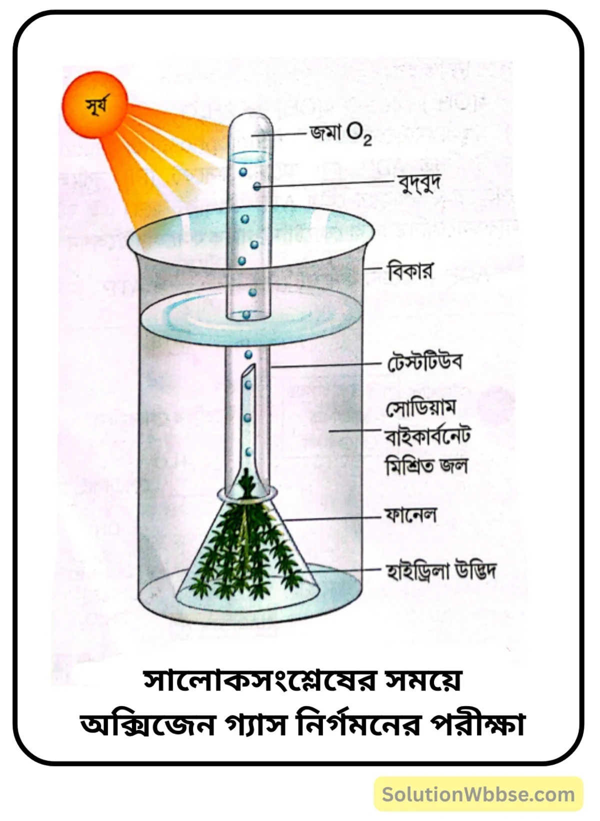 সালোকসংশ্লেষের সময়ে অক্সিজেন গ্যাস নির্গমনের পরীক্ষা