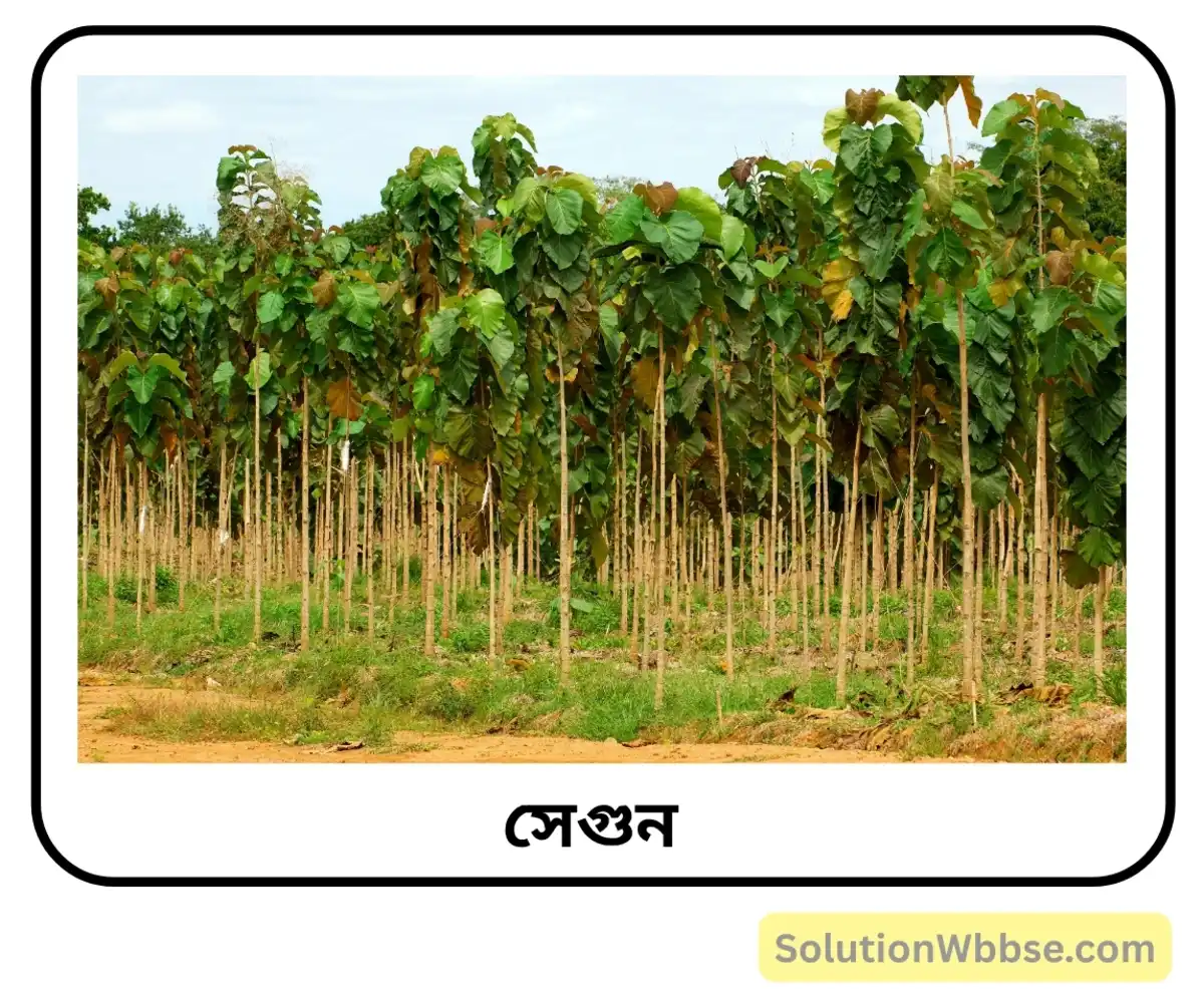 সেগুন