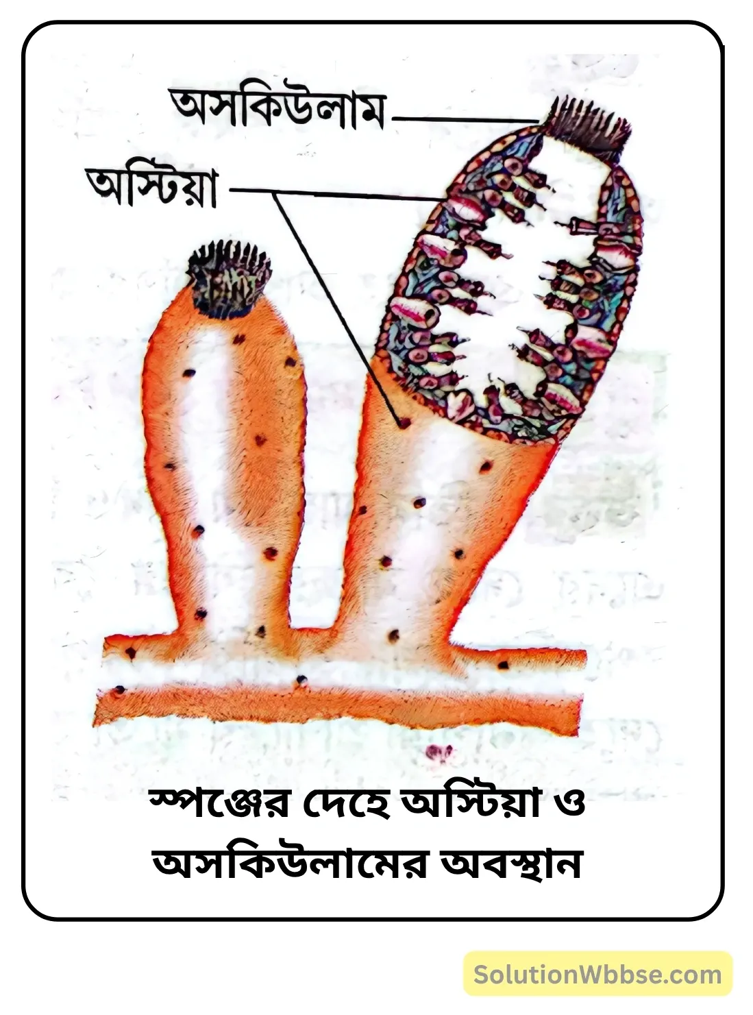 নবম শ্রেণী জীবনবিজ্ঞান - জীবন ও তার বৈচিত্র্য - জীবনের নানা বৈচিত্র্যের শ্রেণিবিন্যাস : ট্যাক্সোনমি - সংক্ষিপ্ত প্রশ্ন ও উত্তর 11 স্পঞ্জের দেহে অস্টিয়া ও অসকিউলামের অবস্থান