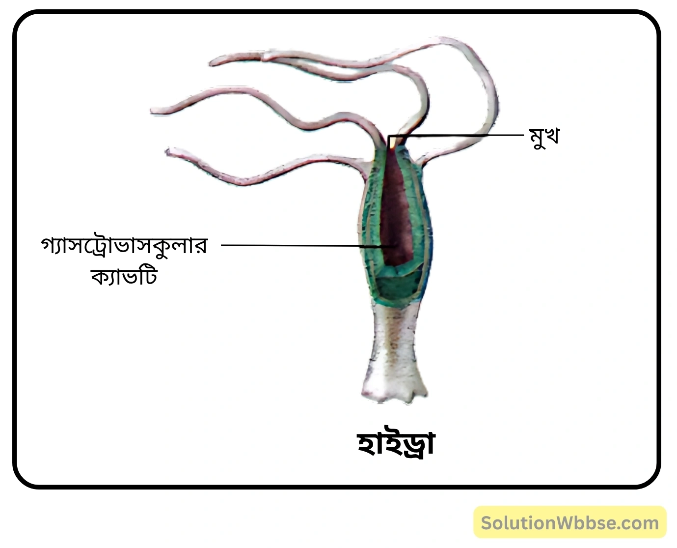 হাইড্রা ভালগারিস