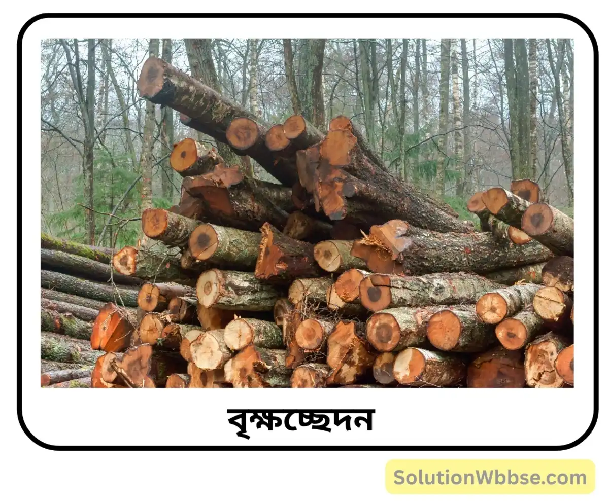বৃক্ষচ্ছেদন
