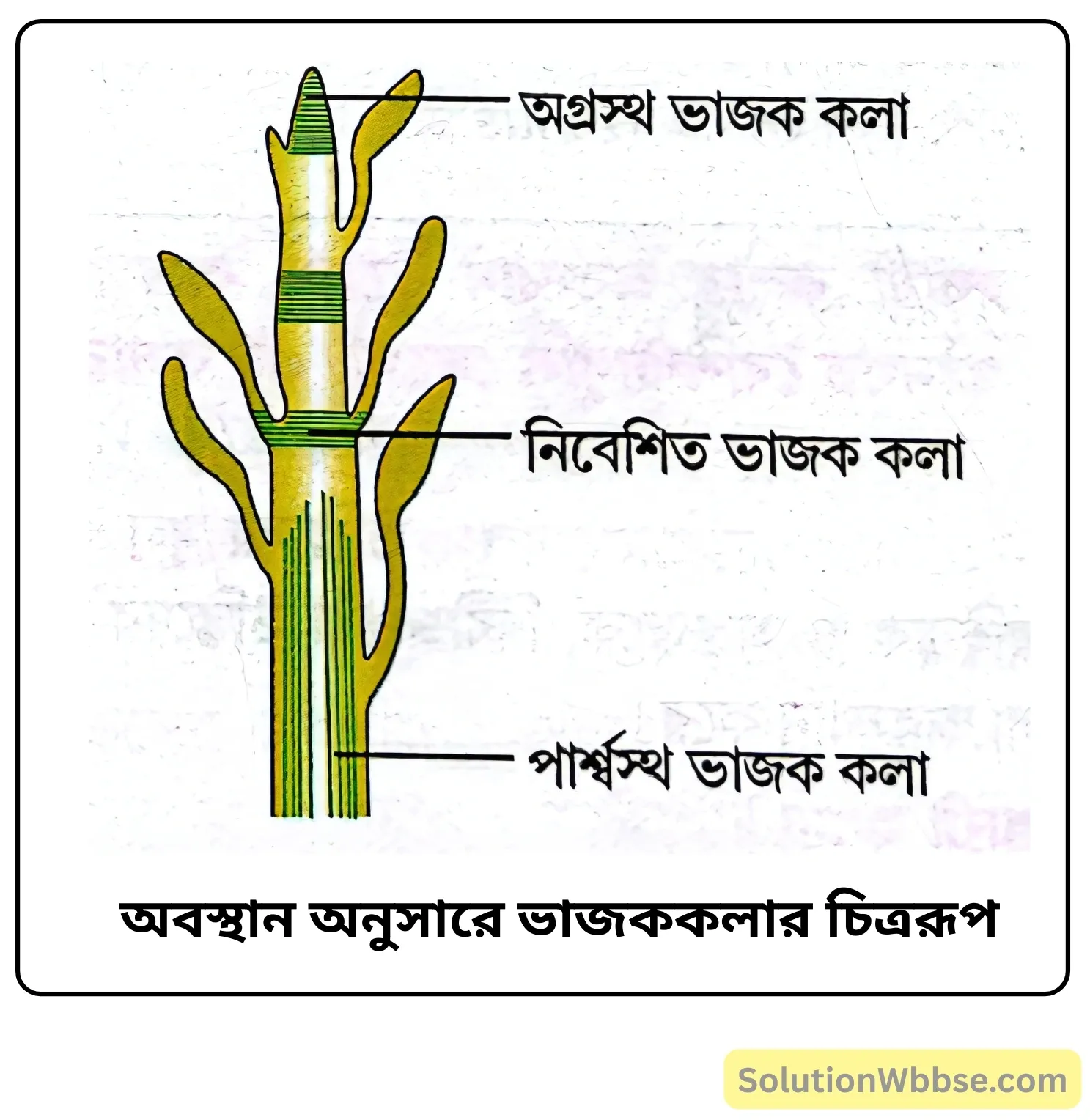 নবম শ্রেণী জীবনবিজ্ঞান - জীবন সংগঠনের স্তর - কলা - রচনাধর্মী প্রশ্ন ও উত্তর 6 অবস্থান অনুসারে ভাজককলার চিত্ররূপ