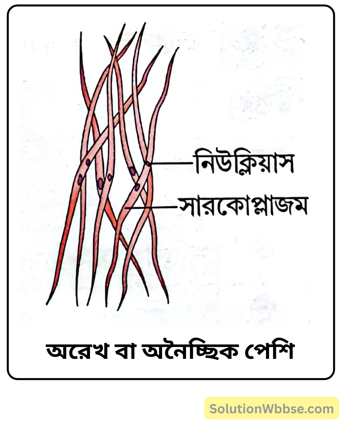 নবম শ্রেণী জীবনবিজ্ঞান - জীবন সংগঠনের স্তর - কলা - সংক্ষিপ্ত প্রশ্ন ও উত্তর 7 অরেখ বা অনৈচ্ছিক পেশি