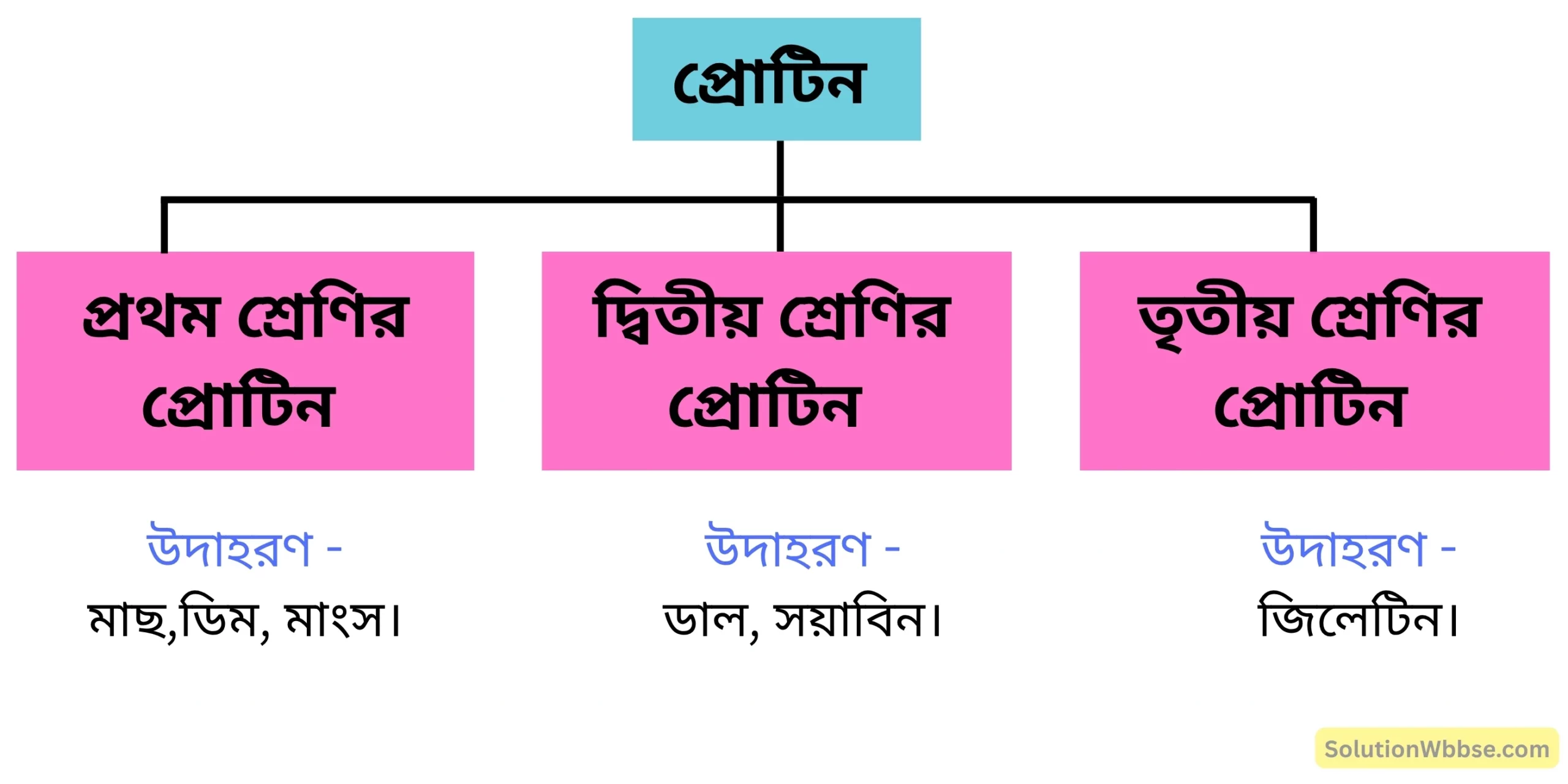 অ্যামিনো অ্যাসিডের উপস্থিতি অনুসারে প্রোটিনের শ্রেণিবিন্যাস