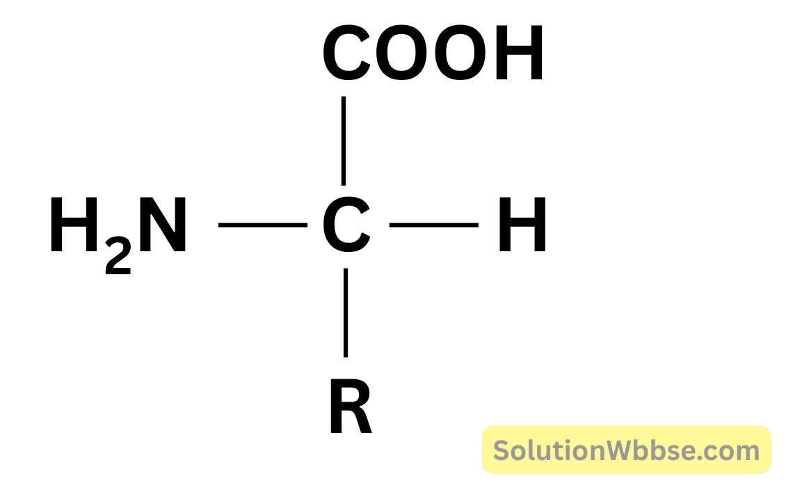 অ্যামিনো অ্যাসিডের সংকেত