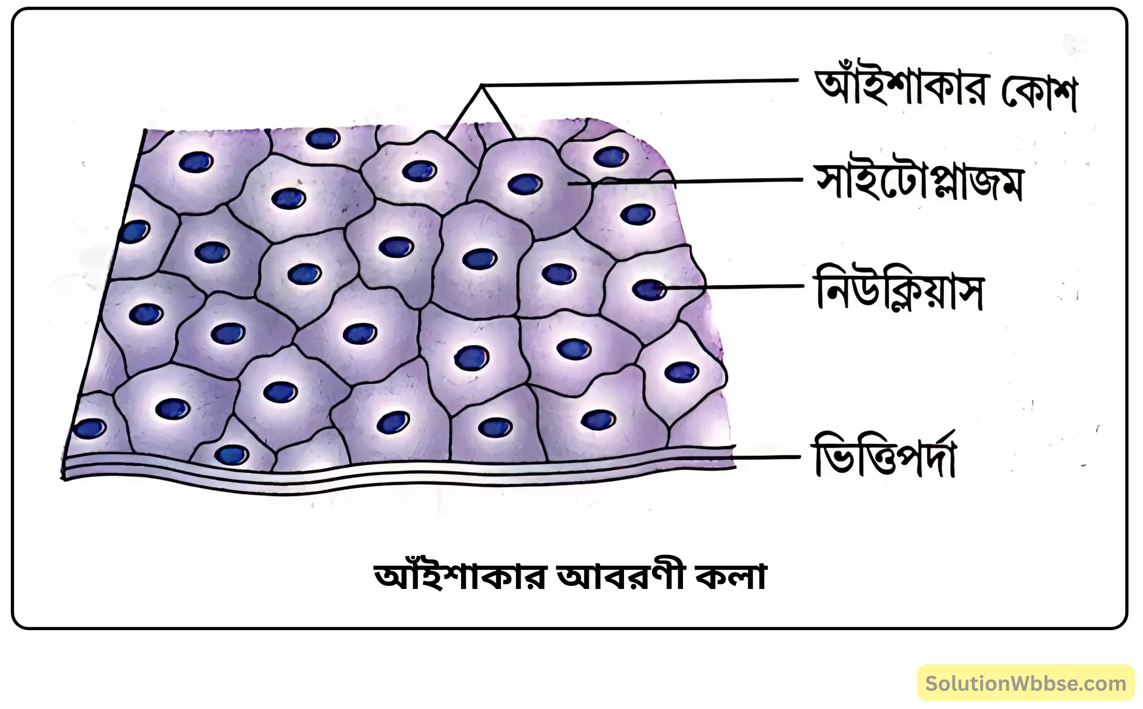 আঁইশাকার আবরণী কলা আঁইশাকার আবরণী কলা