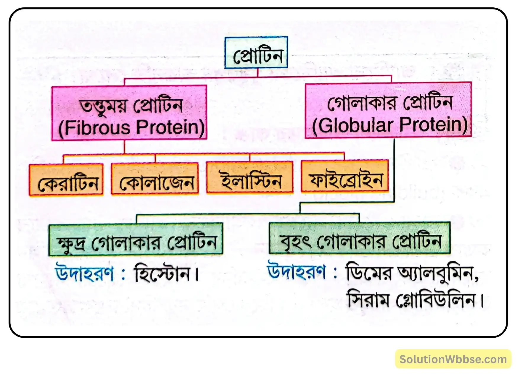 নবম শ্রেণী জীবনবিজ্ঞান - জীবন সংগঠনের স্তর - জৈব অণু এবং তাদের বৈশিষ্ট্য - রচনাধর্মী প্রশ্ন ও উত্তর 8 আকৃতি অনুযায়ী প্রোটিনের শ্রেণিবিন্যাস