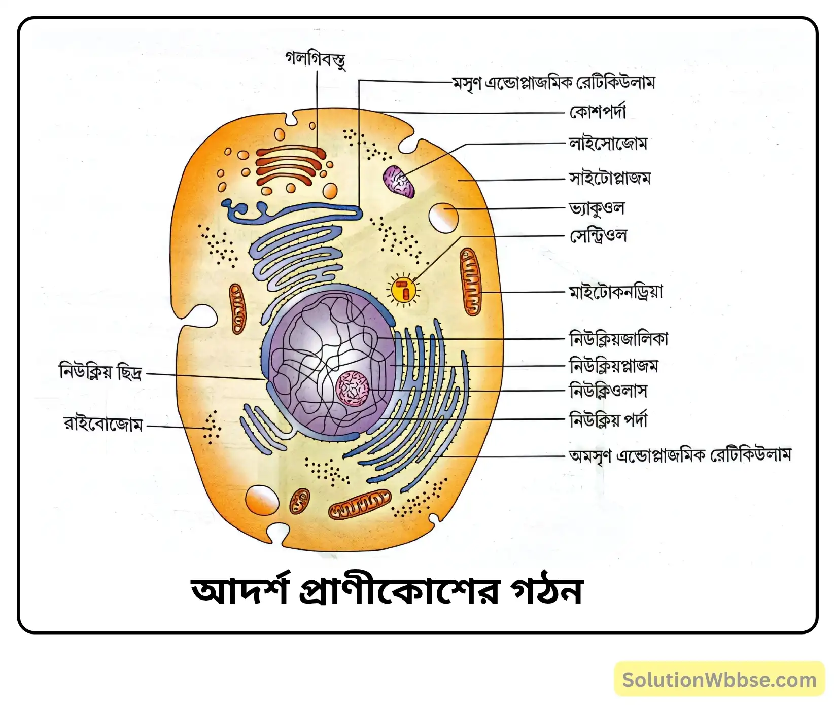 আদর্শ প্রাণীকোশের গঠন