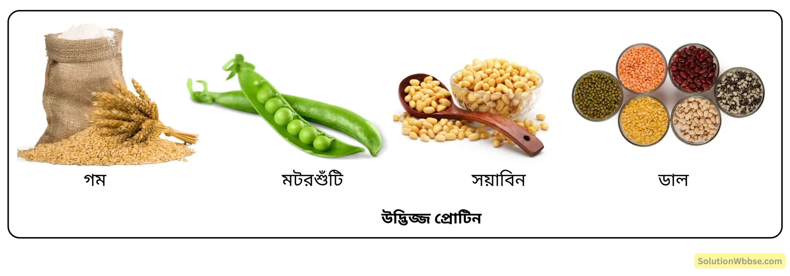 নবম শ্রেণী জীবনবিজ্ঞান - জীবন সংগঠনের স্তর - জৈব অণু এবং তাদের বৈশিষ্ট্য - রচনাধর্মী প্রশ্ন ও উত্তর 12 উদ্ভিজ্জ প্রোটিন