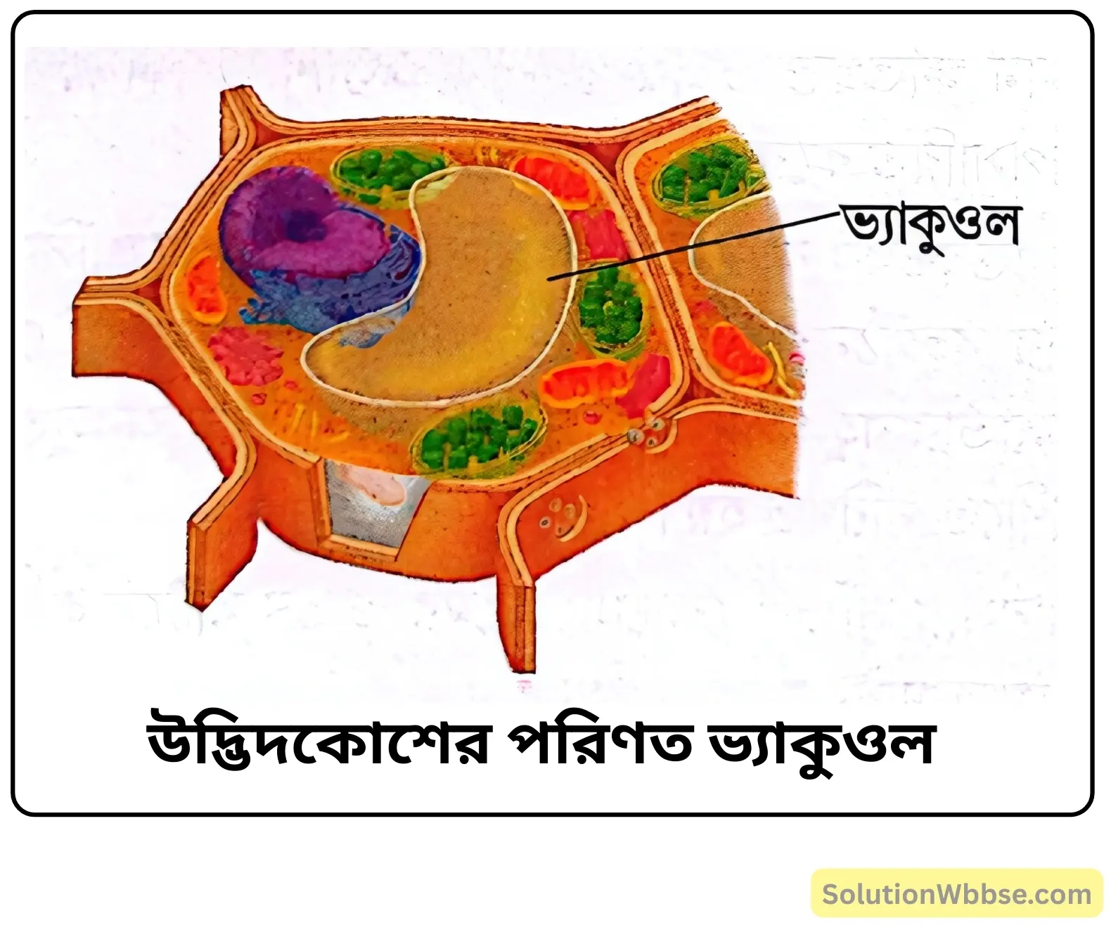 উদ্ভিদকোশের পরিণত ভ্যাকুওল