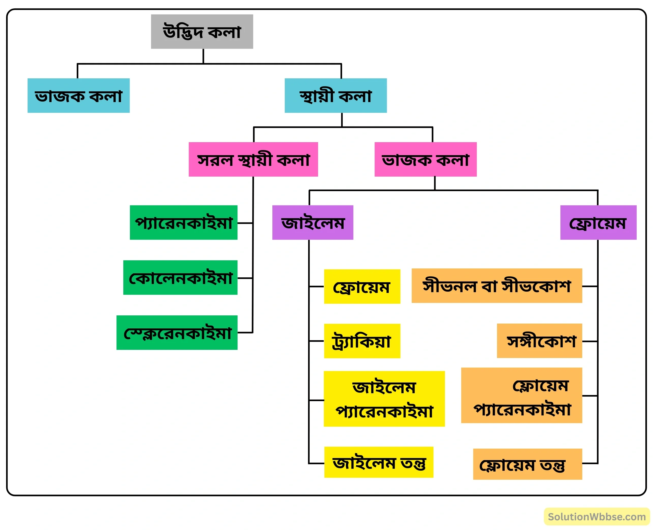 নবম শ্রেণী জীবনবিজ্ঞান - জীবন সংগঠনের স্তর - কলা - রচনাধর্মী প্রশ্ন ও উত্তর 3 উদ্ভিদ কলার শ্রেণিবিভাগ