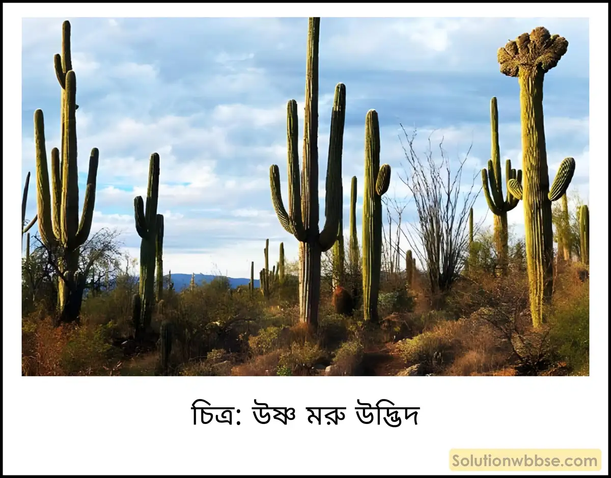 মাধ্যমিক ভূগোল - ভারতের প্রাকৃতিক পরিবেশ - ভারতের স্বাভাবিক উদ্ভিদ - ব্যাখ্যামূলক প্রশ্ন ও উত্তর 4 উষ্ণ মরু উদ্ভিদ