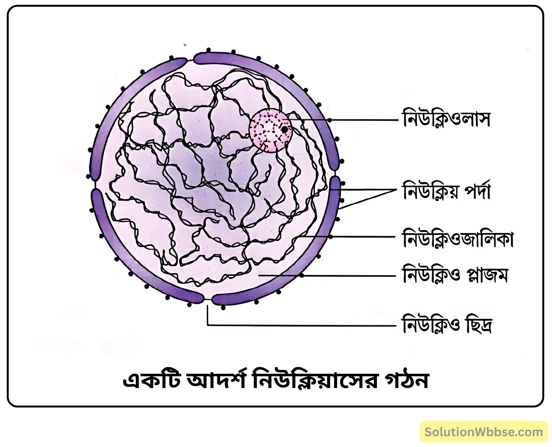 একটি আদর্শ নিউক্লিয়াসের গঠন