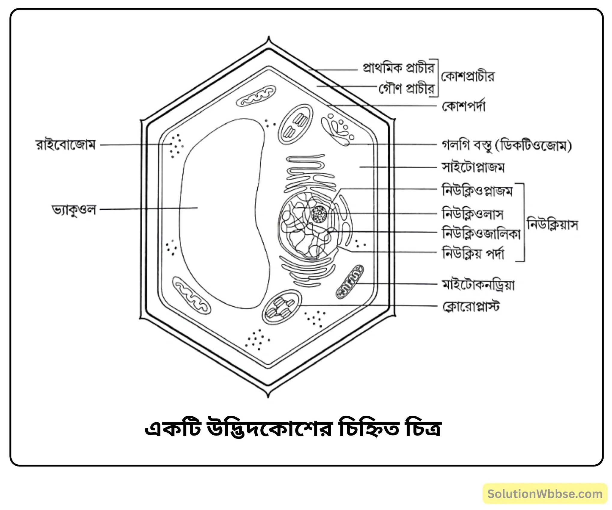 একটি উদ্ভিদকোশের চিহ্নিত চিত্র