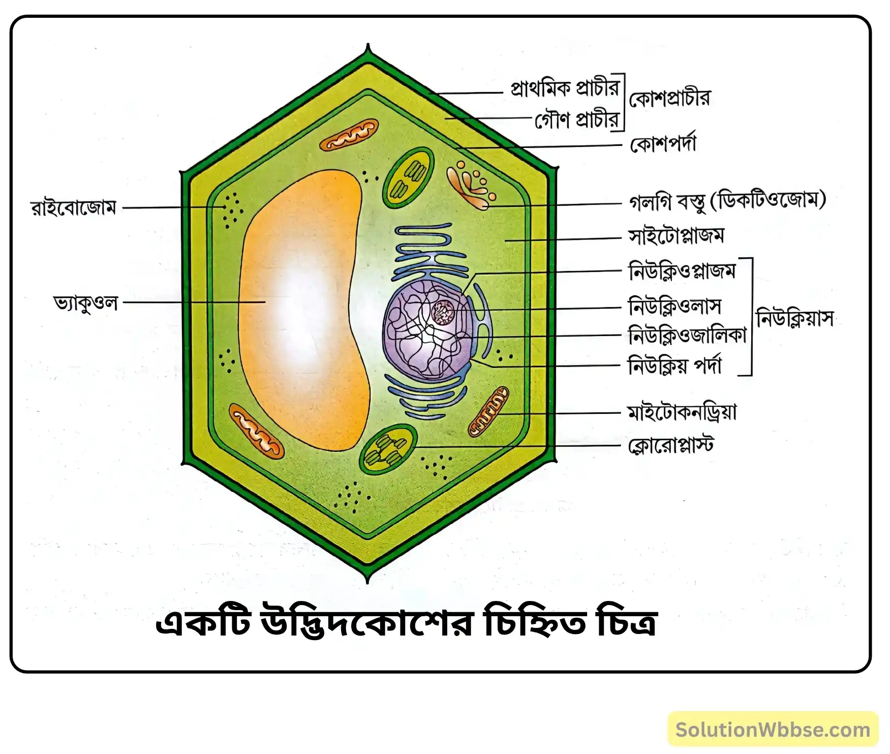 একটি উদ্ভিদকোশের চিহ্নিত চিত্র