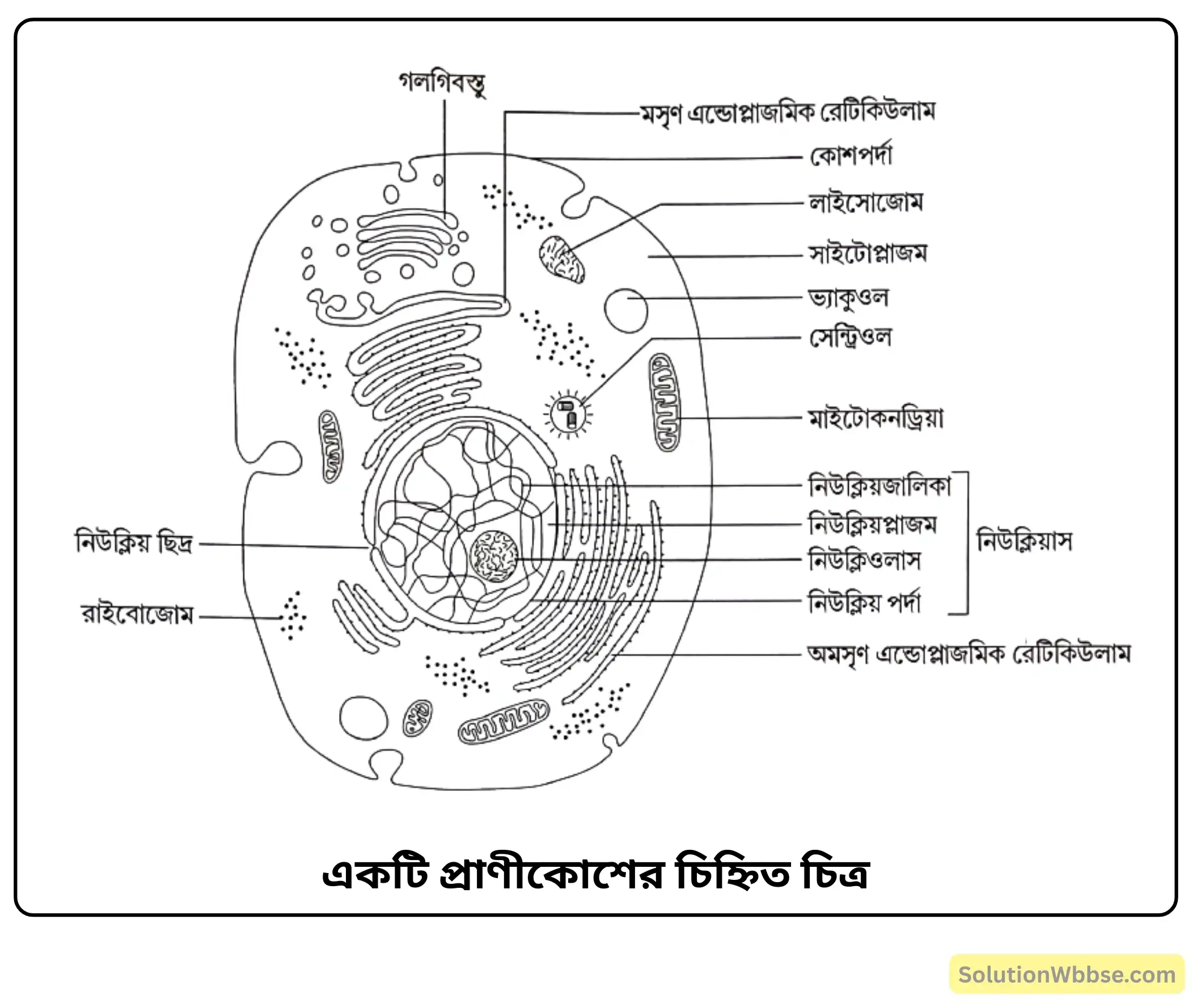 একটি প্রাণীকোশের চিহ্নিত চিত্র